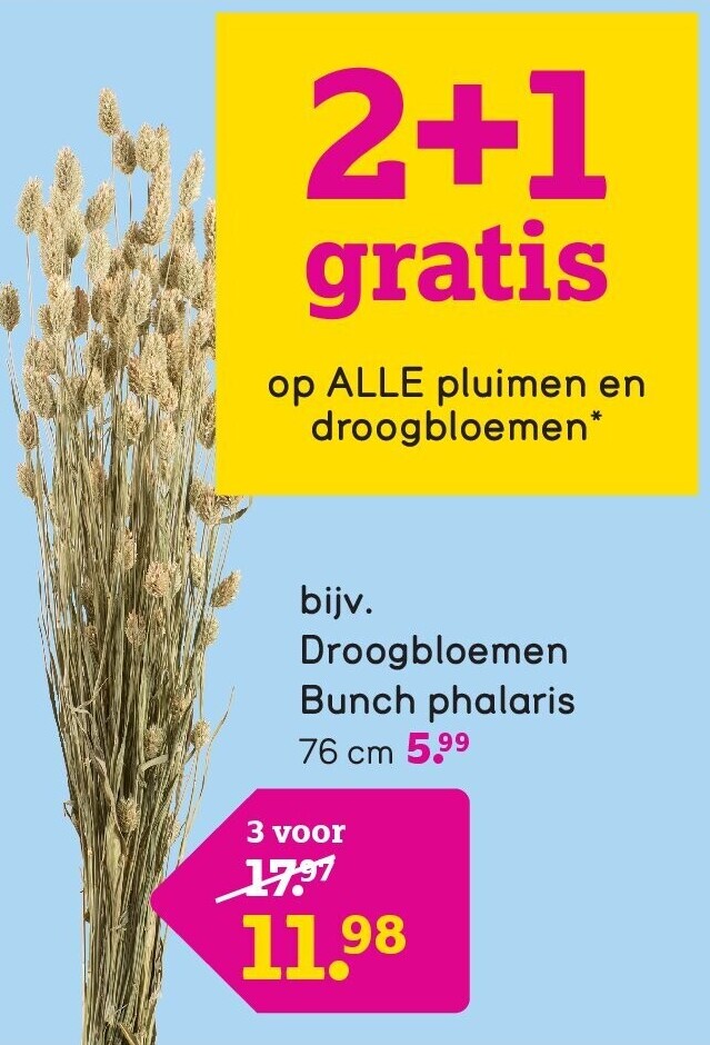 Droogbloemen Bunch phalaris