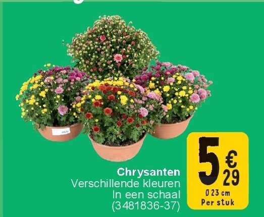 Chrysanten