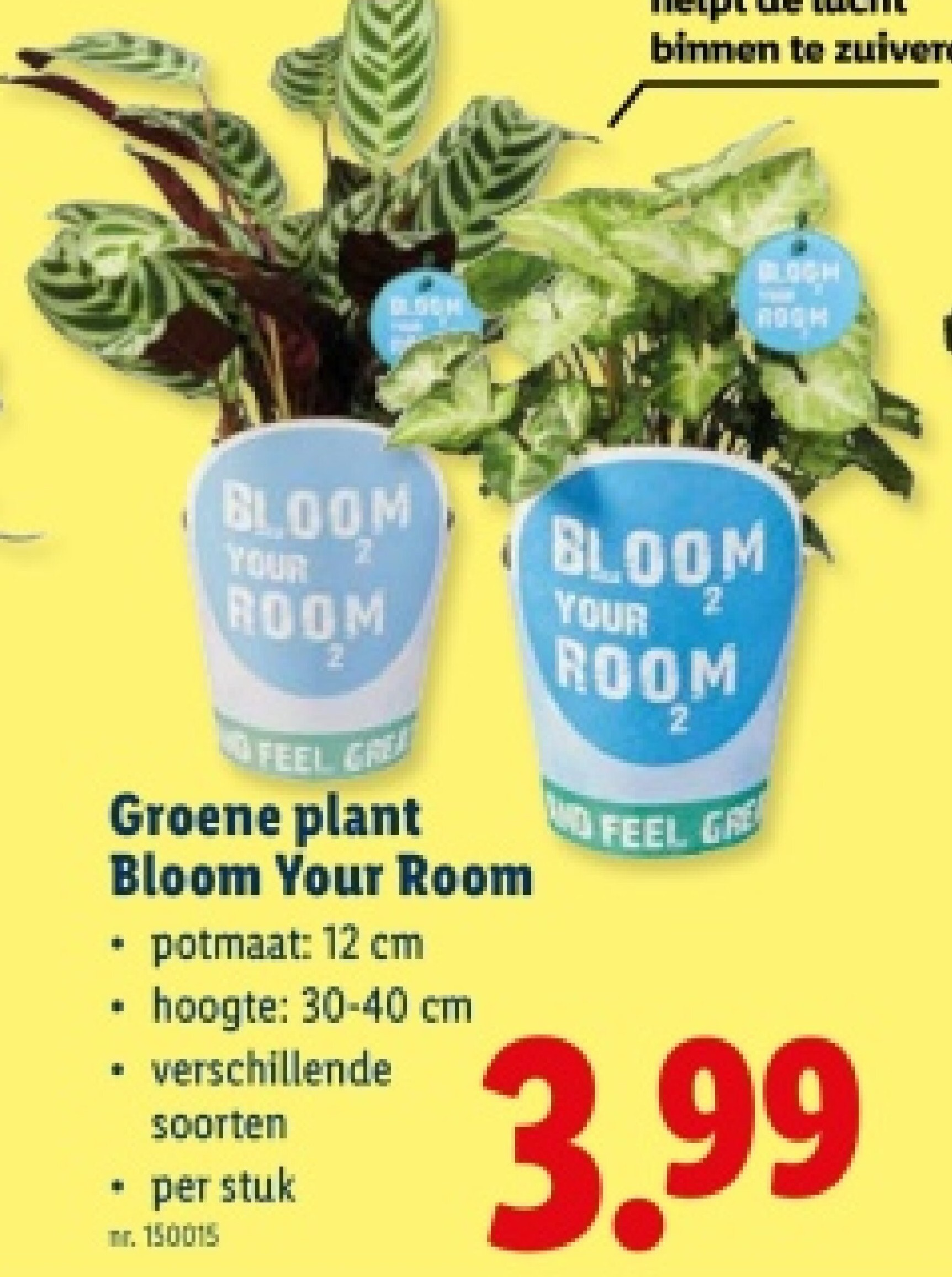 Groene plant Bloom Your Room