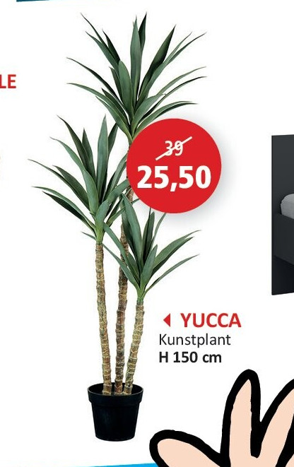 YUCCA