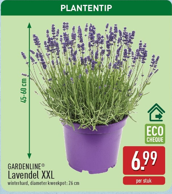 Lavendel XXL