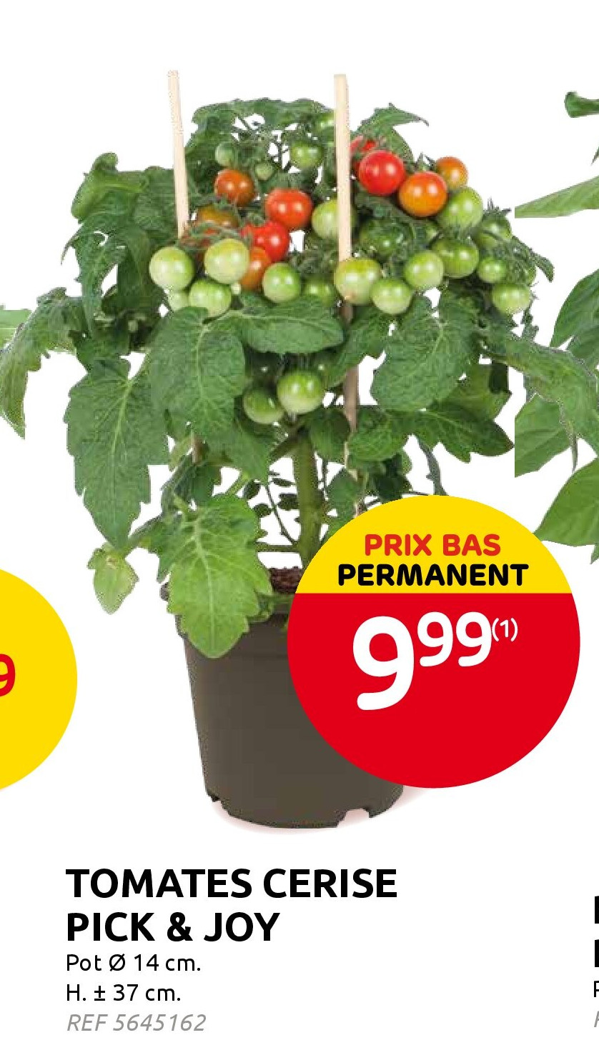 TOMATES CERISE PICK & JOY