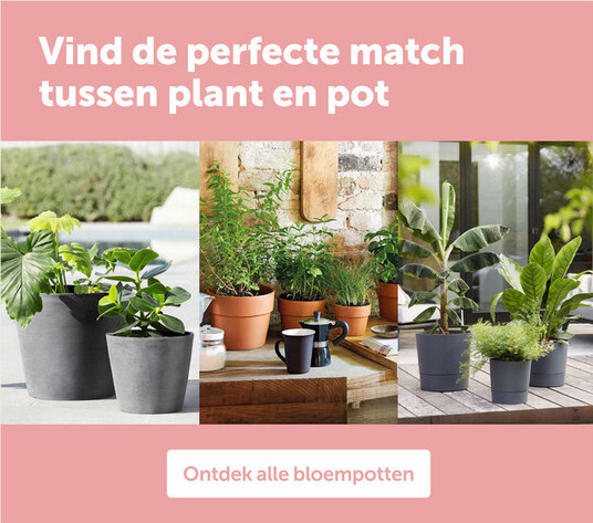 Vind de perfecte match tussen plant en pot