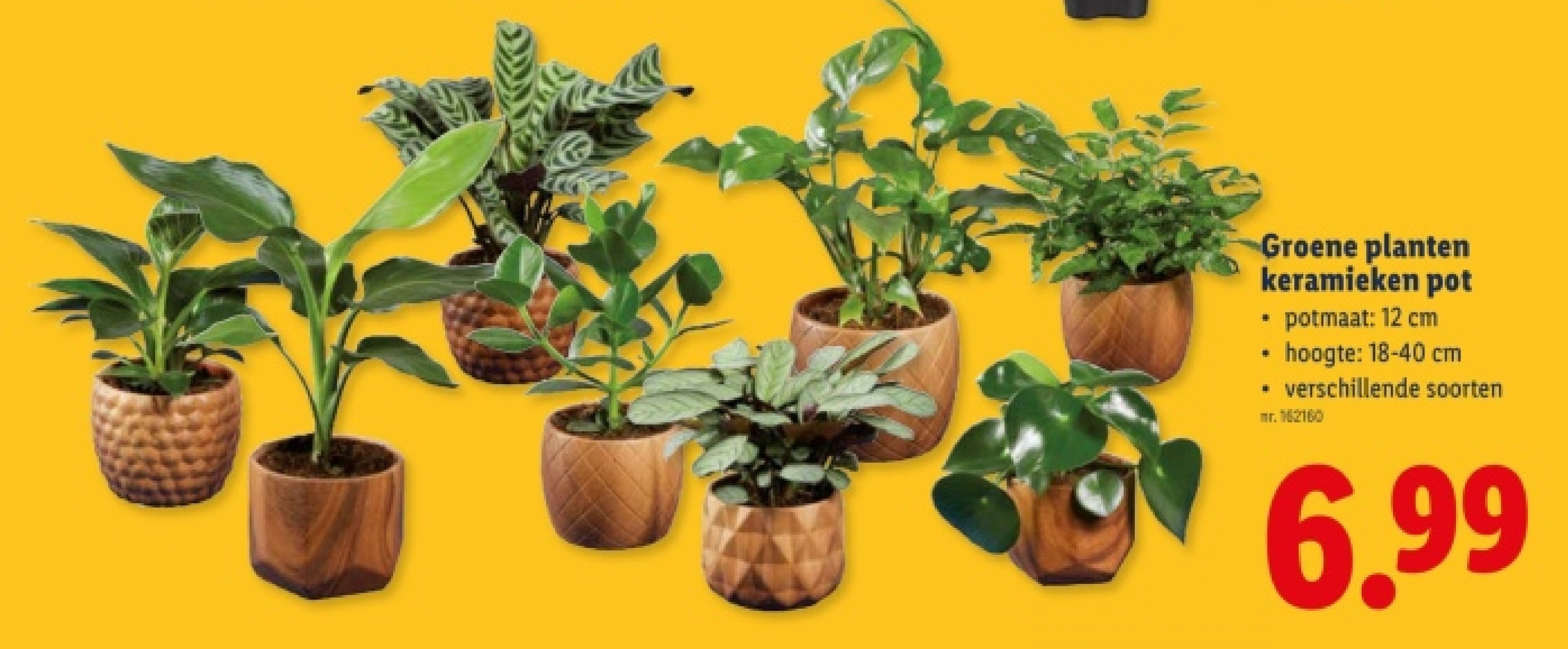 Groene planten keramieken pot