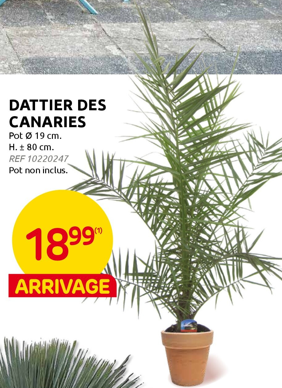 DATTIER DES CANARIES
