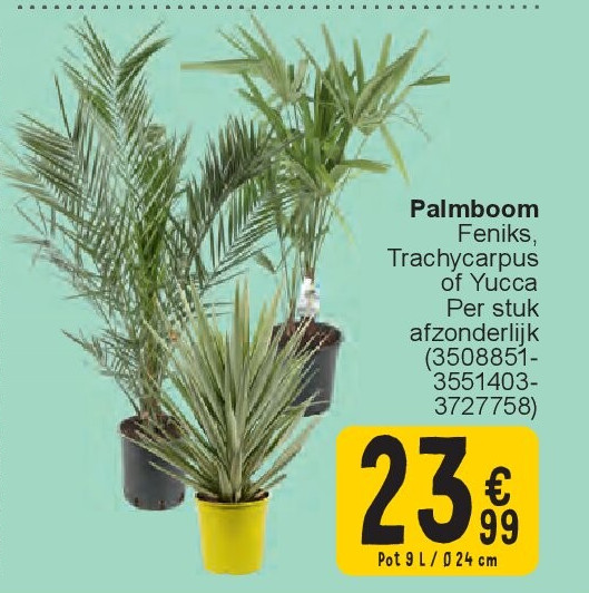 Palmboom