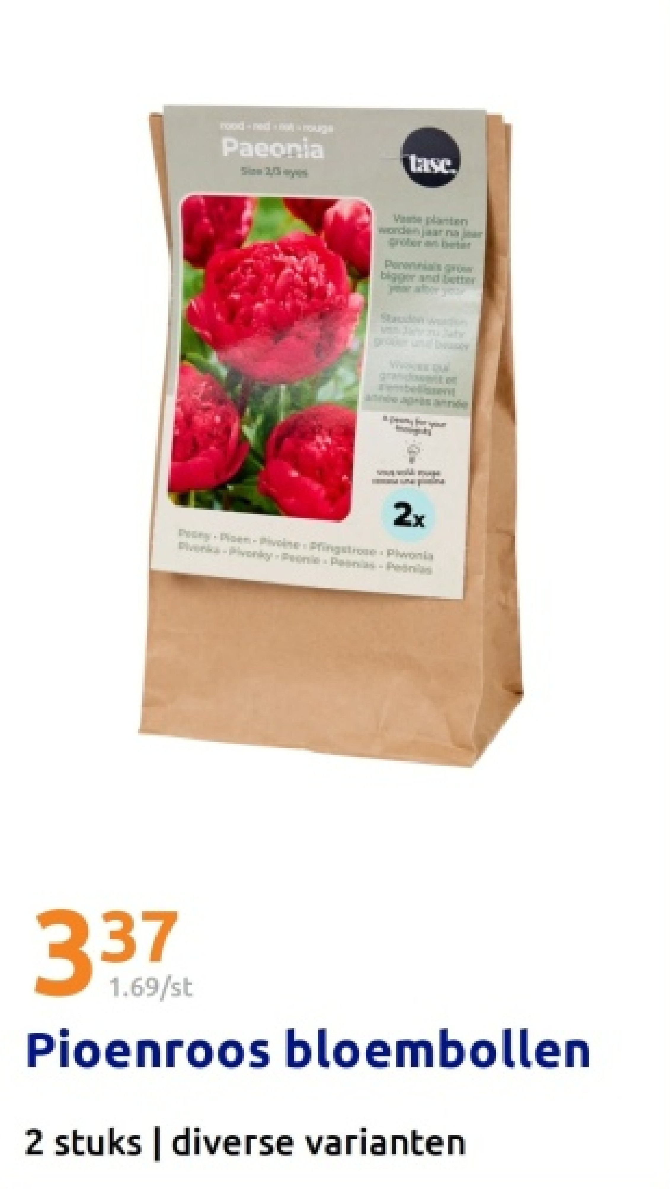 Pioenroos bloembollen