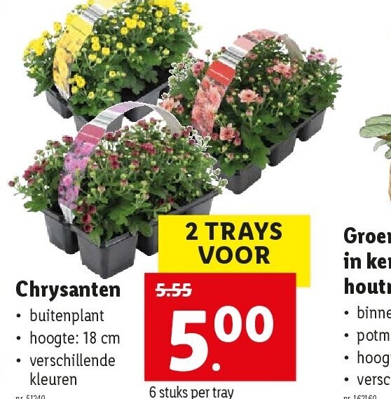 Chrysanten