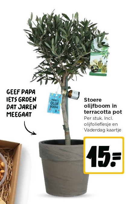 Stoere olijfboom in terracotta pot