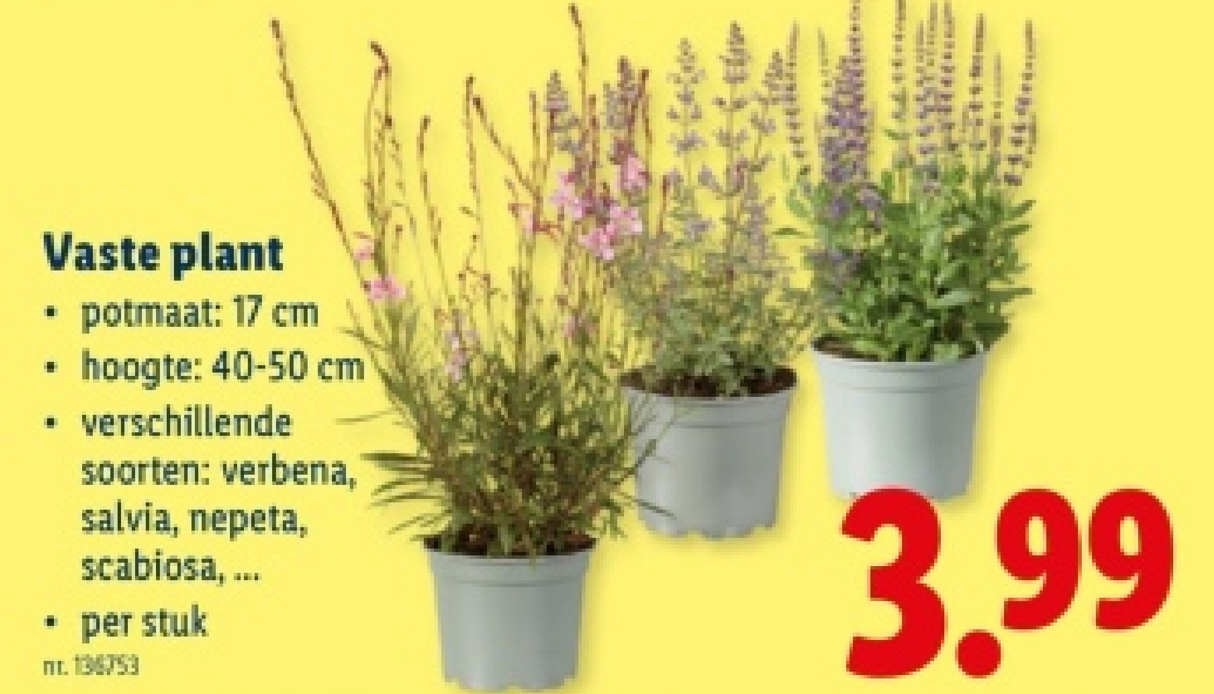 Vaste plant
