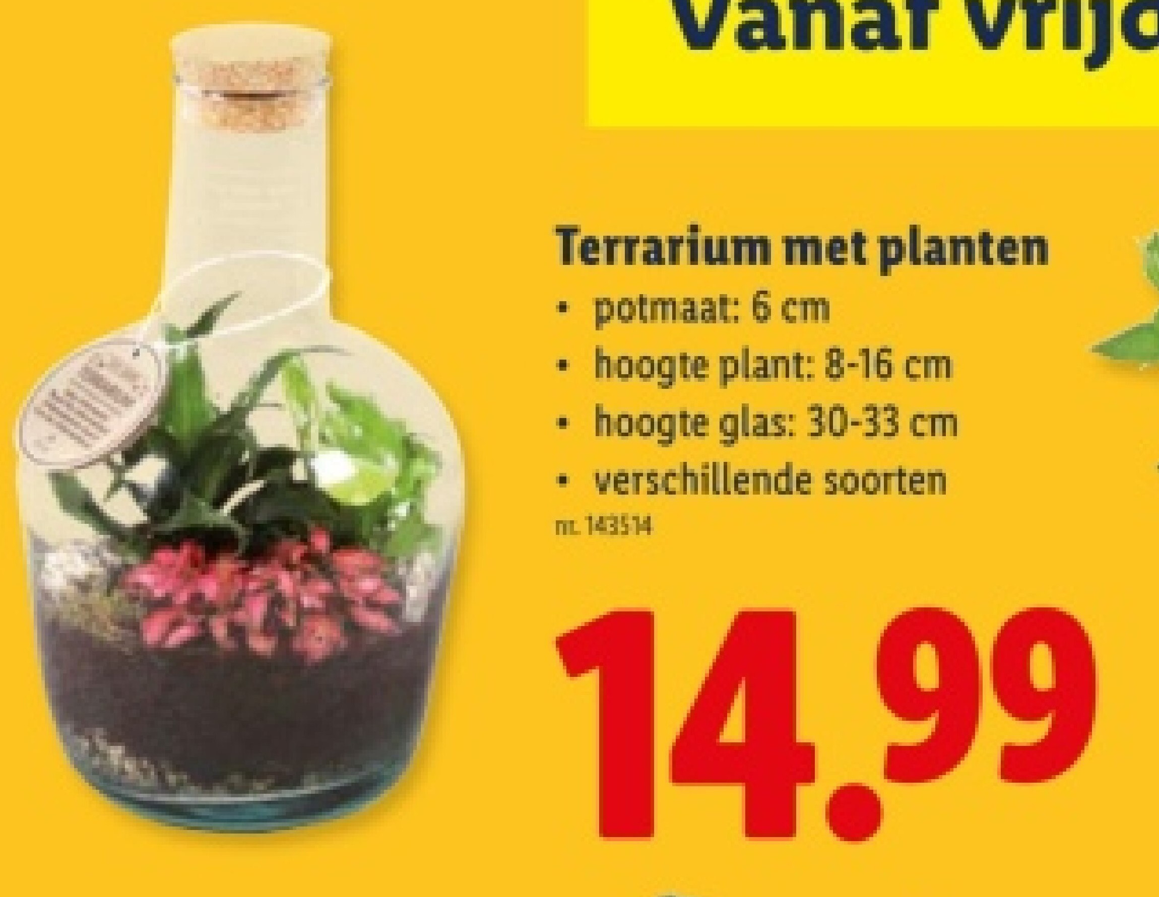 Terrarium met planten