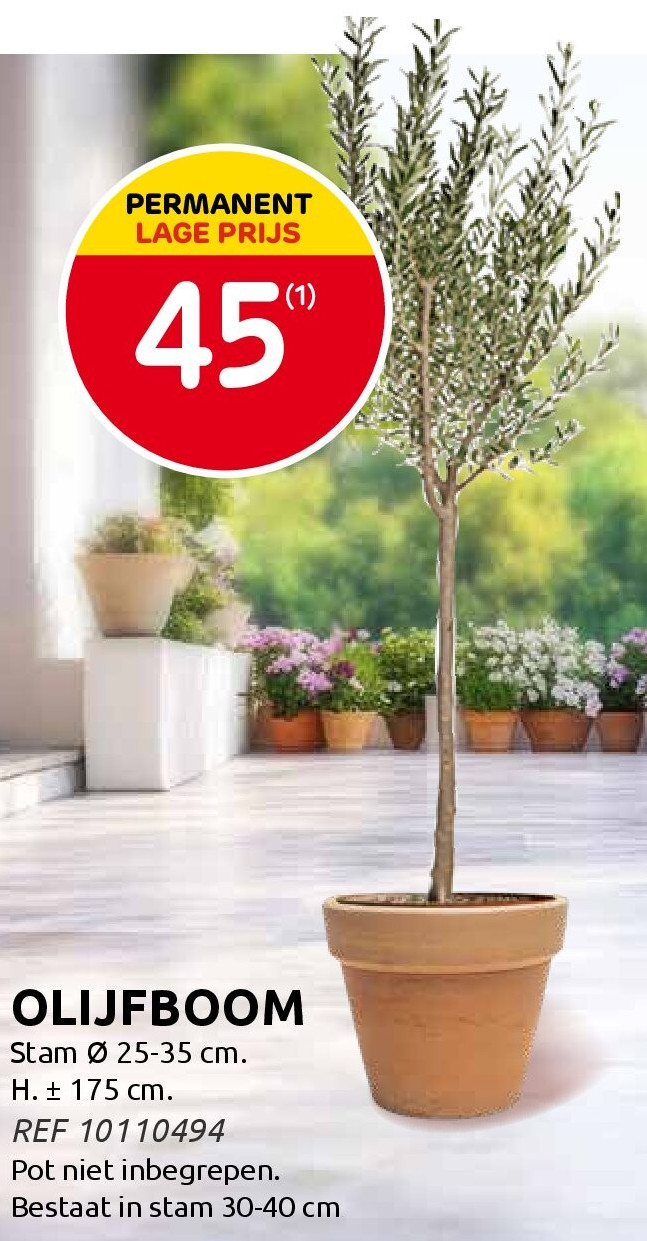 OLIJFBOOM