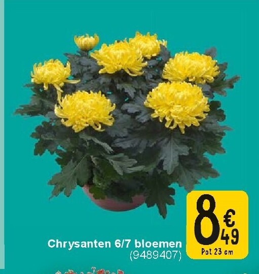 Chrysanten 6/7 bloemen