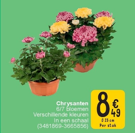 Chrysanten