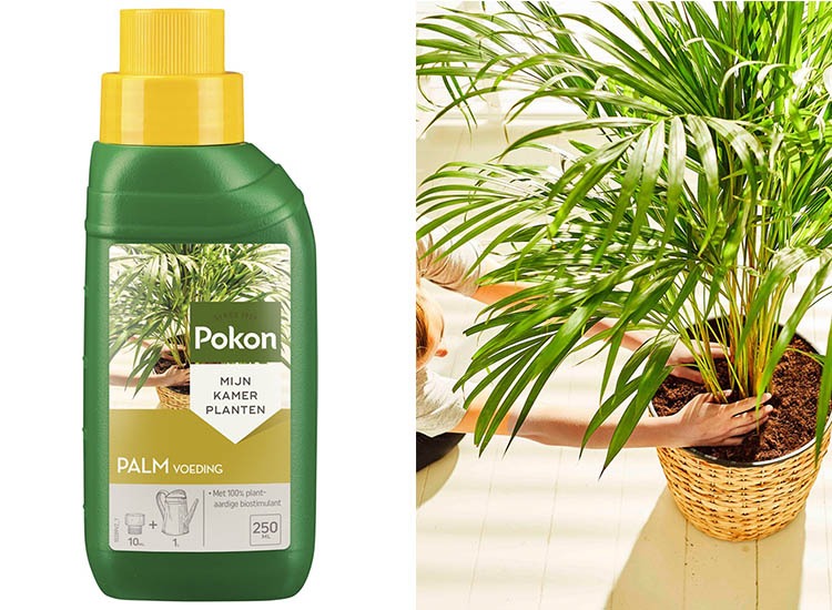 Pokon Palm Plantenvoeding - Voor Kamerpalmen - 250 ml