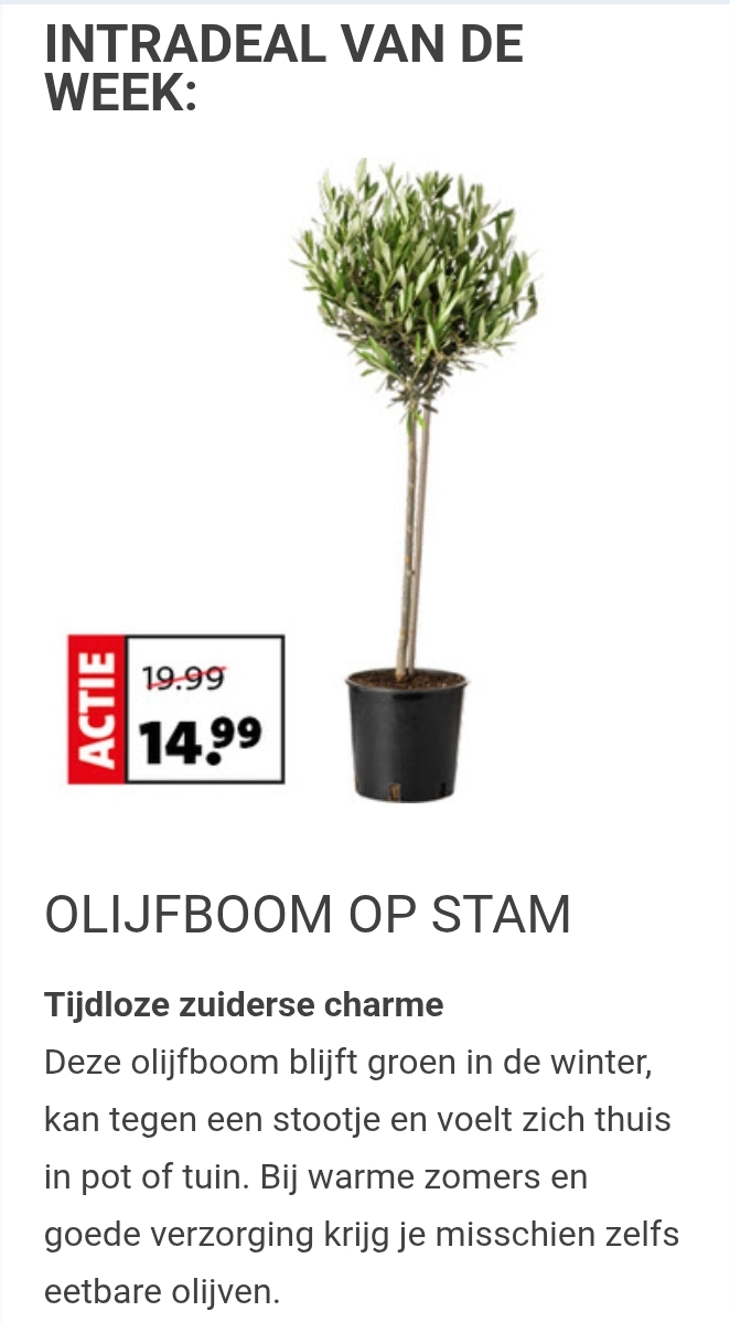 Olijfboom op stam -25% bij Intratuin