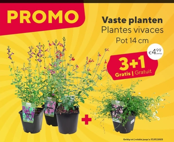 Bloemen en planten promoties bij Floralux