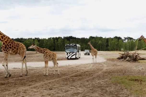 Safaripark Beekse Bergen met hotel vanaf € 69 per persoon