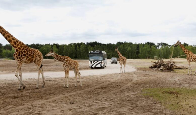Safaripark Beekse Bergen + hotel vanaf € 69 p.p. 🦁