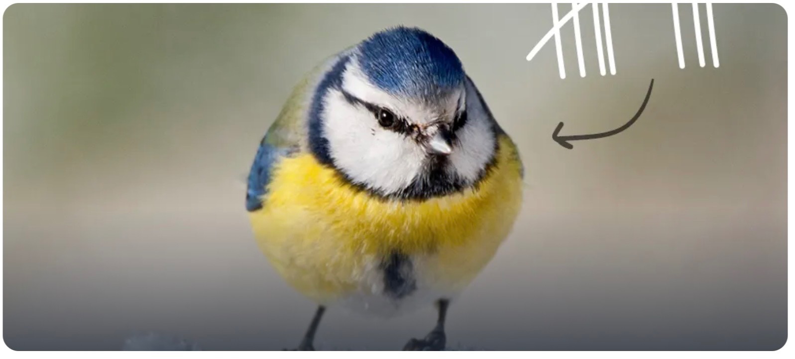 Vogelvetvoer en voederhuisjes