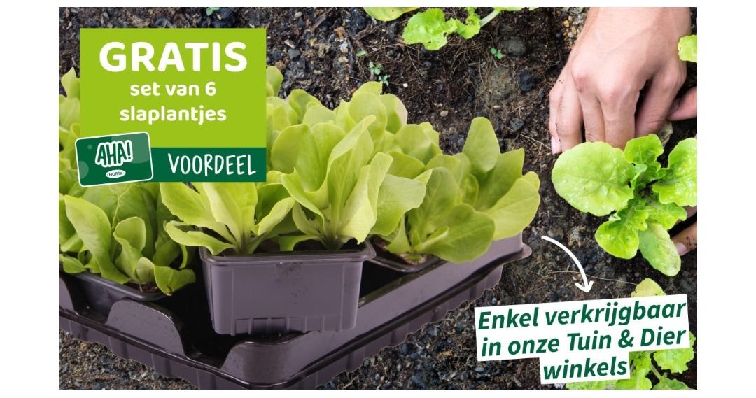 🥬AHA! Gratis slaplantjes bij Horta 🥬