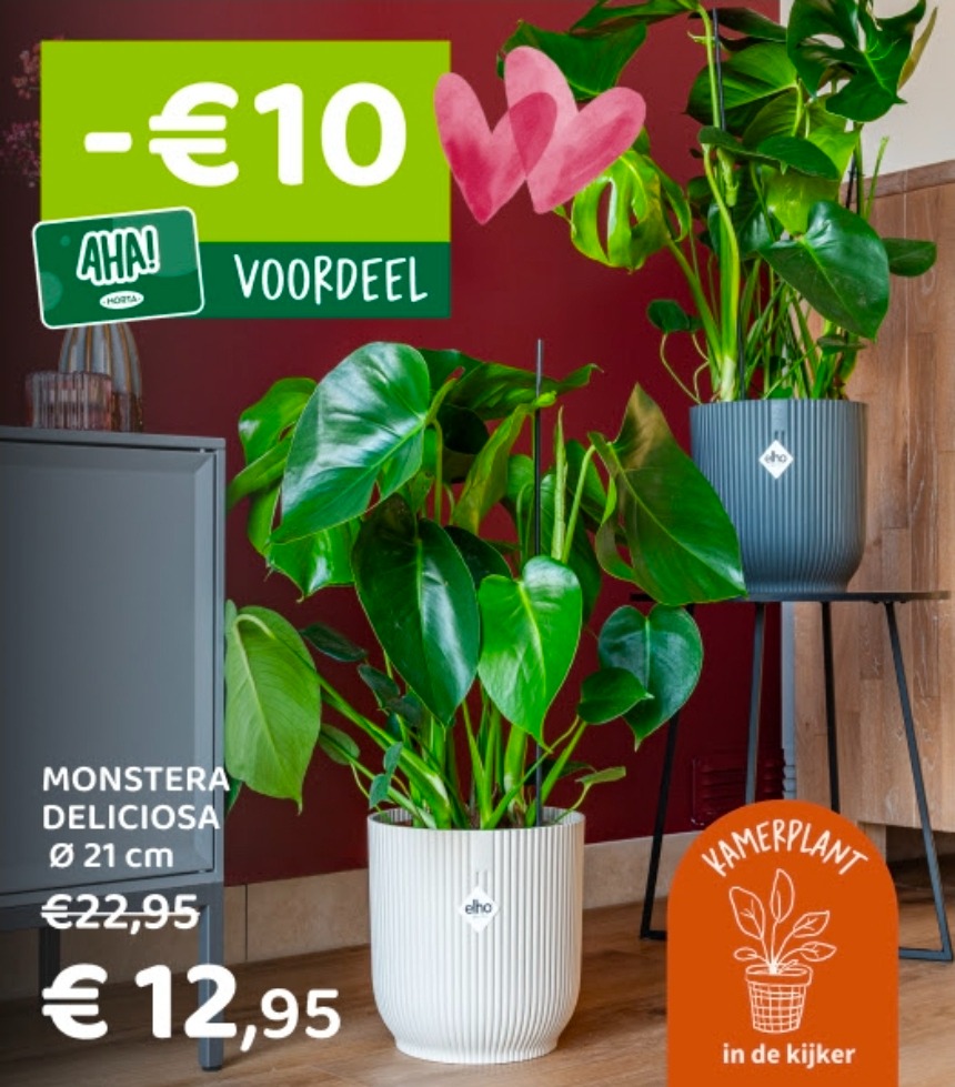 Monstera Deliciosa voordelig bij Horta