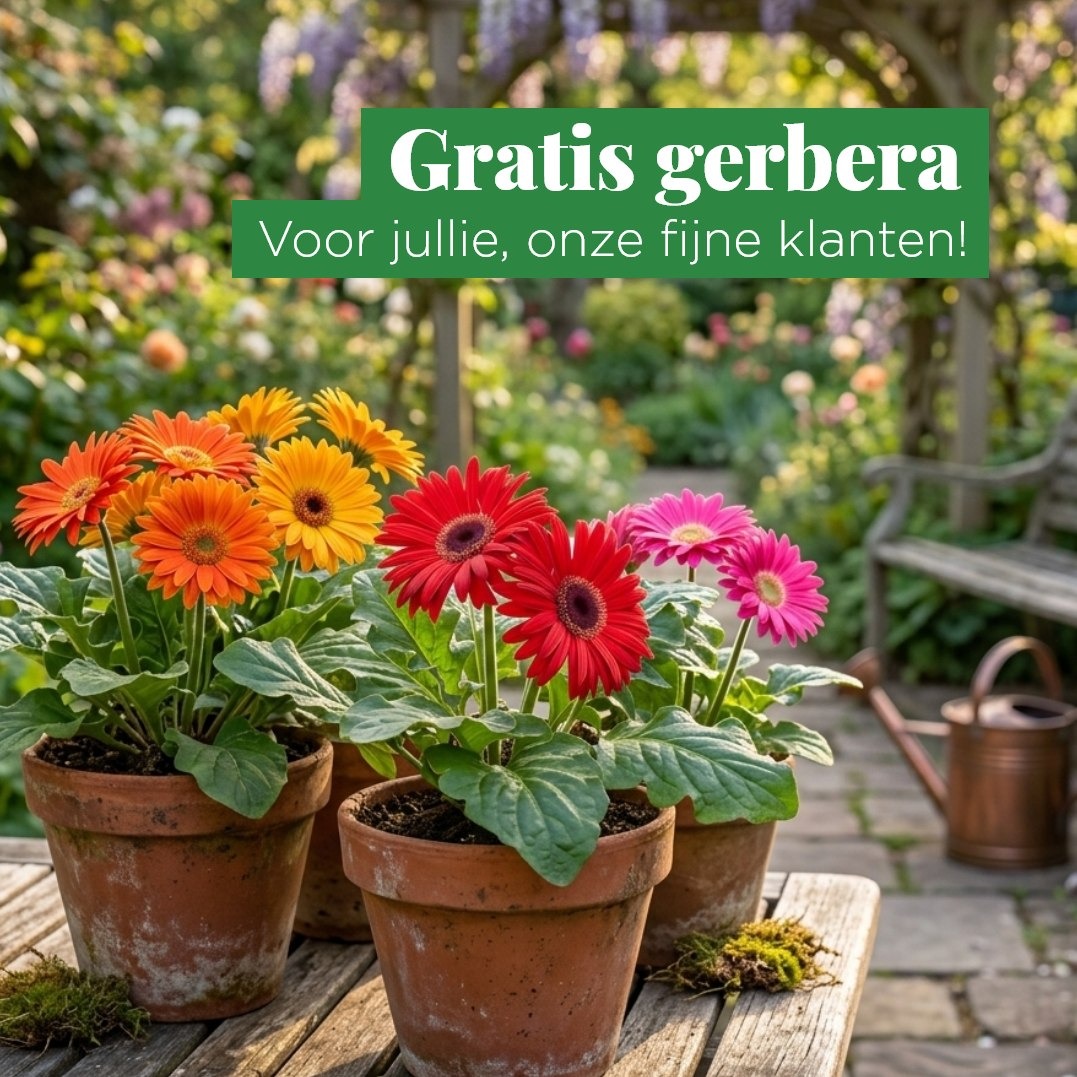 Gratis gerbera tijdens lenteweekend 🌷🌸 Tuincenter Claes