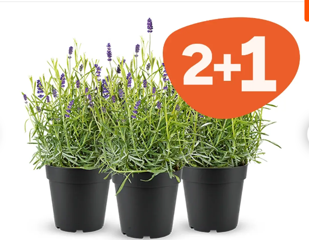 2+1 gratis lavendel bij Floralux