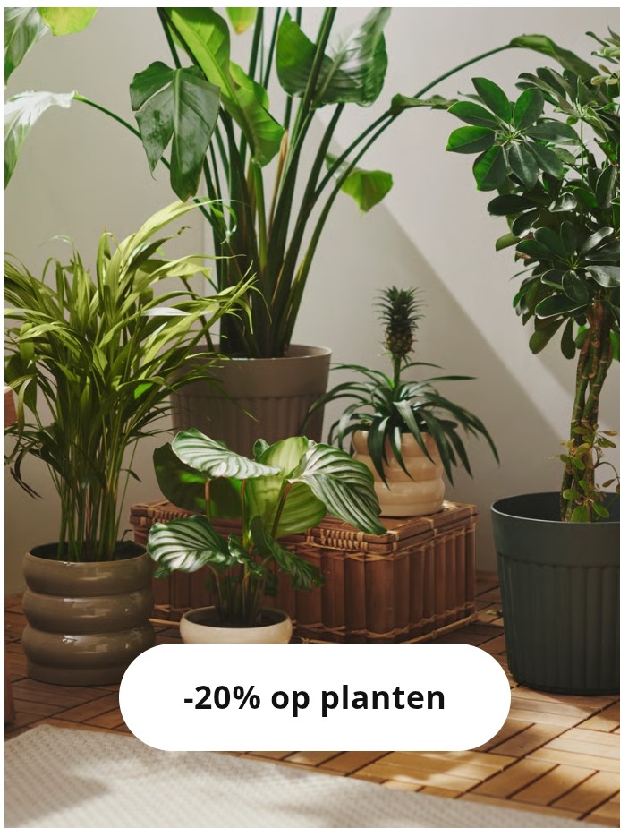 🪴20% korting op planten en sierpotten🪴