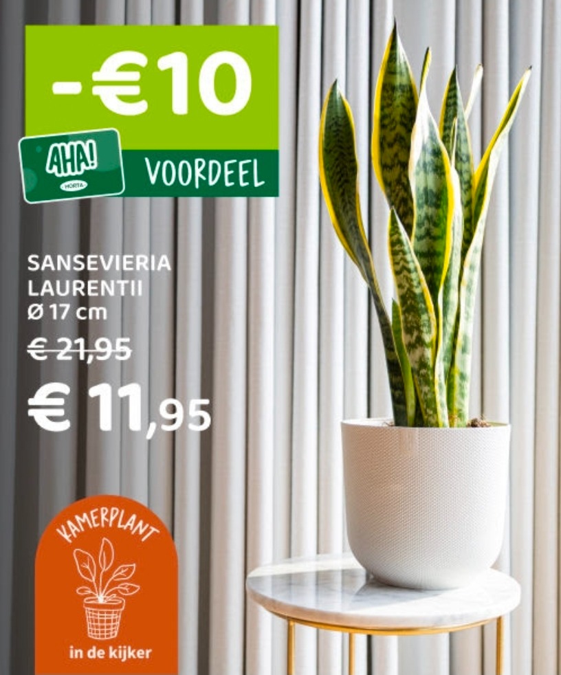 Sansevieria laurentii -€10