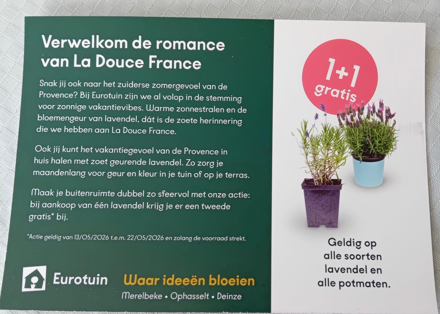 Lavendel 1+1