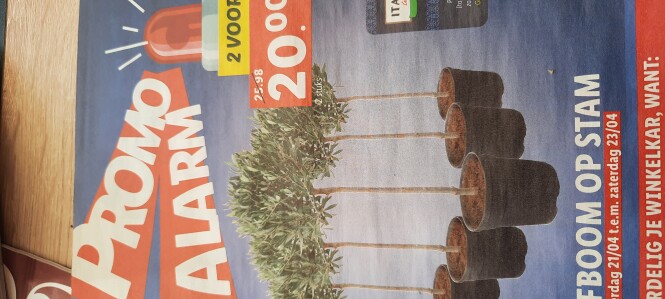 Olijfboom op stam 2 voor 20euro In lidl vanaf...