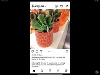 40% op planten in de winkel bij Amfore Bloemb...