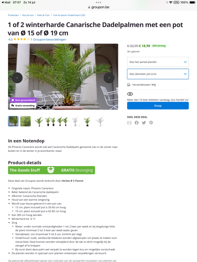 Canarische dadelpalm