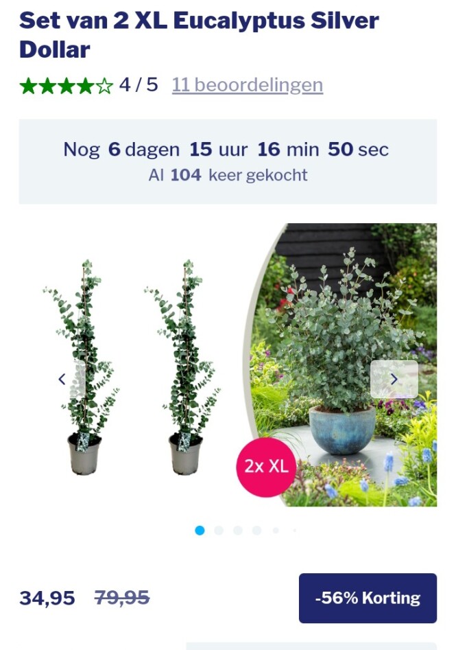 Eucalyptus Silver Dollar