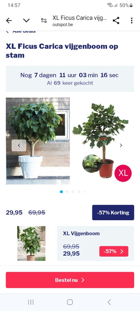 XL vijgenboom
