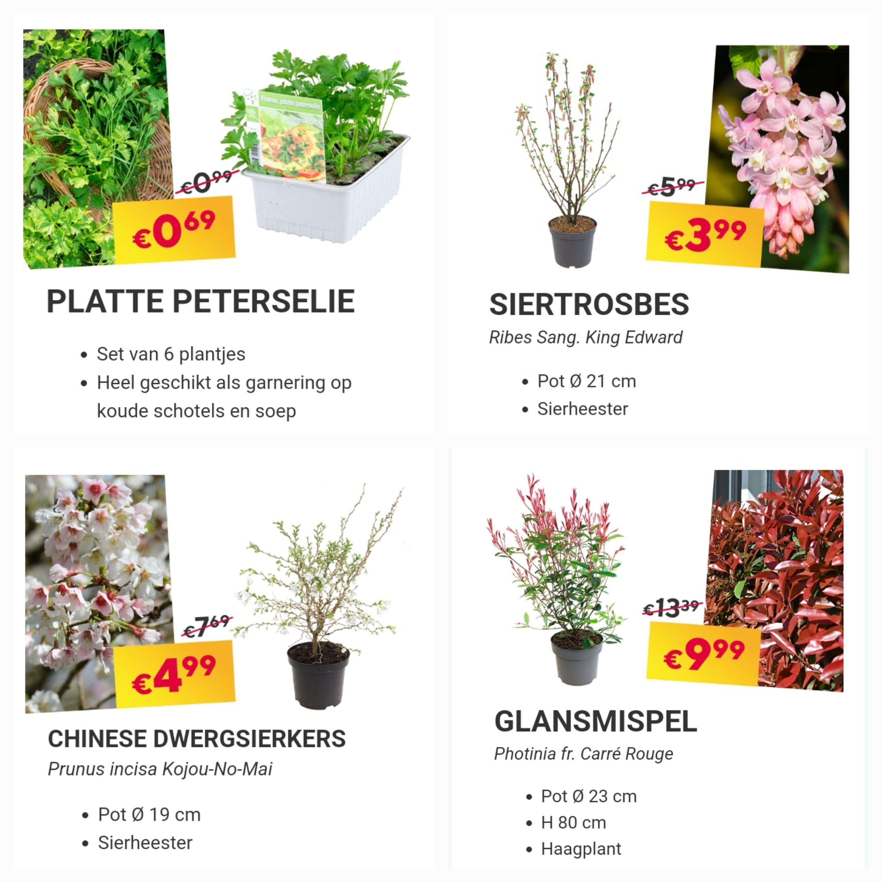 Floralux promo's bloemen en planten allerlei