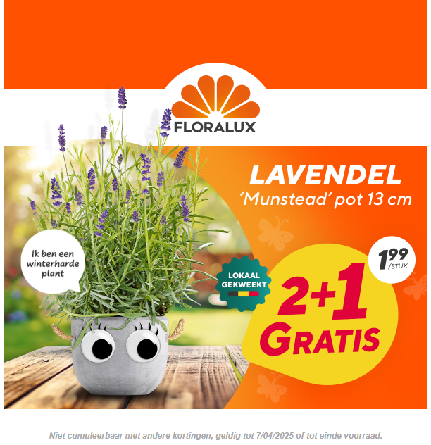 Lavendel 'Munstead' 2+1 gratis bij Floralux