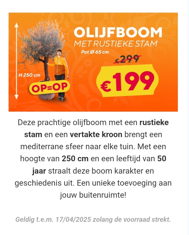 Prachtige olijfbomen in promotie bij Floralux
