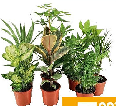 Kamerplant