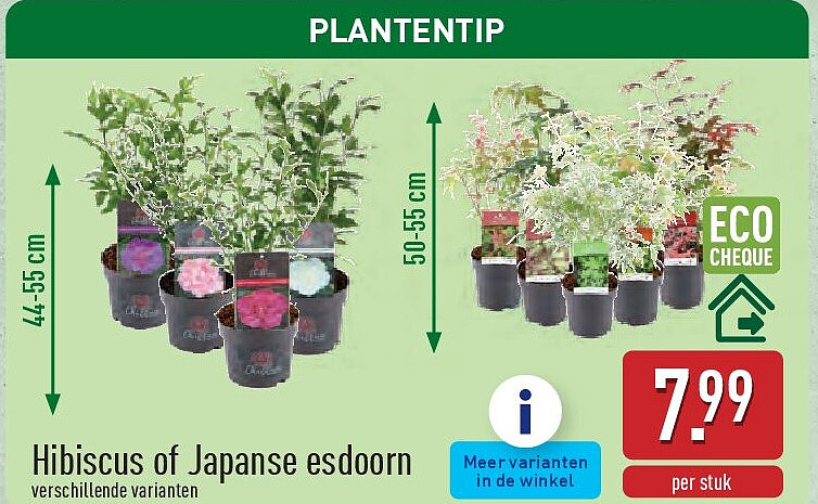Hibiscus of Japanse esdoorn
