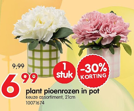 plant pioenrozen in pot
