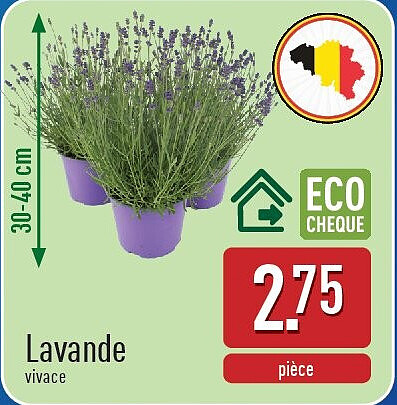 Lavande