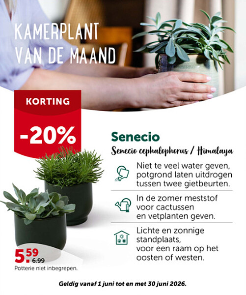 Senecio Senecio cephalophorus / Himalaya