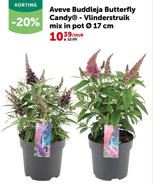 Aveve Buddleja Butterfly Candy® - Vlinderstruik mix in pot Ø 17 cm