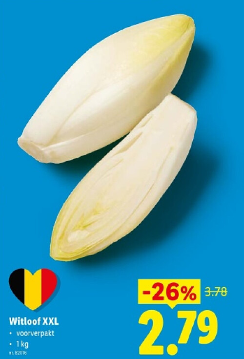 Witloof XXL