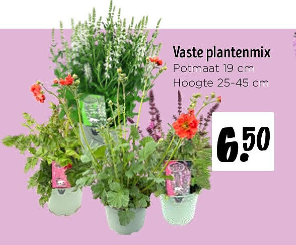 Vaste plantenmix