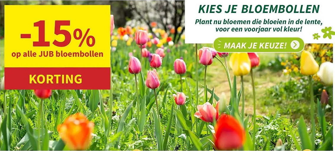 JUB bloembollen
