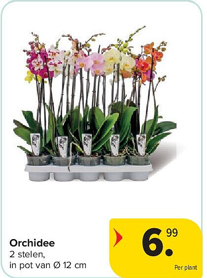 Orchidee