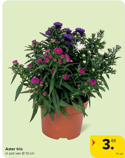 Aster trio